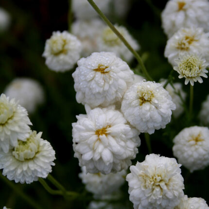 Chamaemelum nob. Flore Pleno