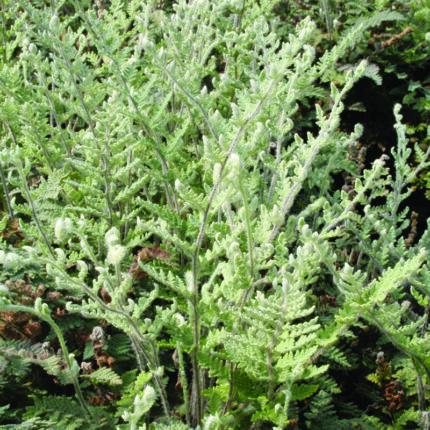 Cheilantes Lanosa