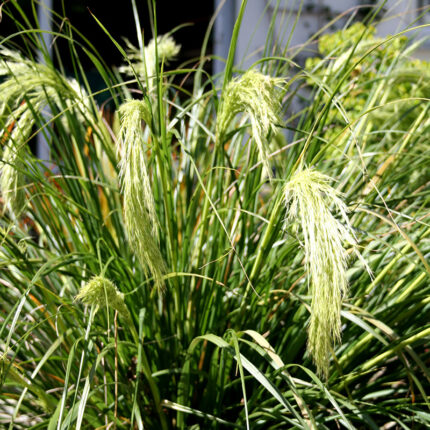 Chionochloa flavicans