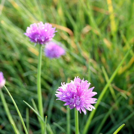 Chives