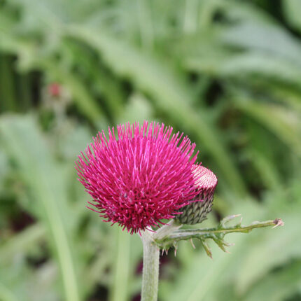 Cirsium riv. Atropurpureum