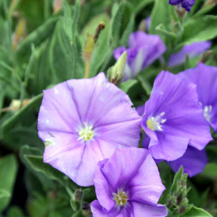 Convolvulus sabatius