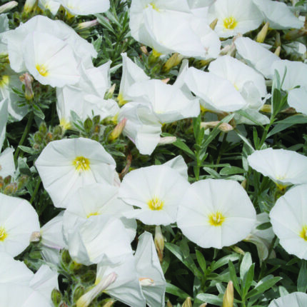 Convolvulus cneorum Snow Angel