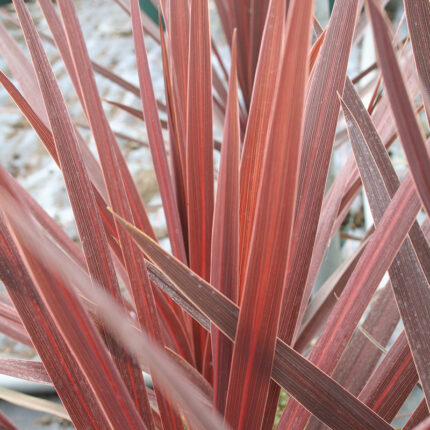 Cordyline Red Star