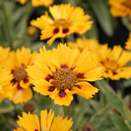 Coreopsis grand. Calypso