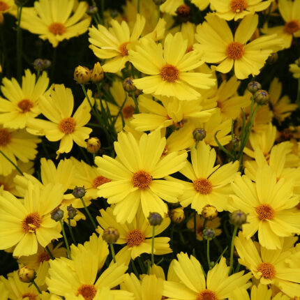 Coreopsis Citrine
