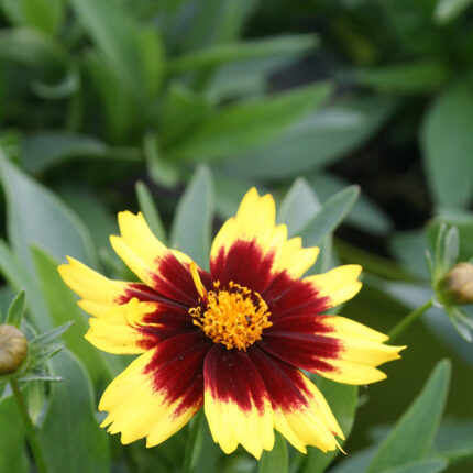 Coreopsis UpTick Yellow and Red