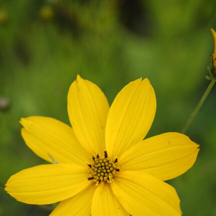Coreopsis vert. Zagreb