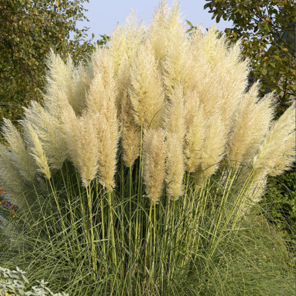 Cortaderia sell. Pumila