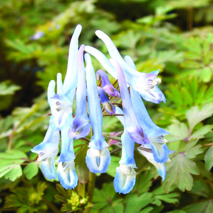 Corydalis Porcelain Blue