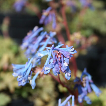 Corydalis flex. Purple Leaf
