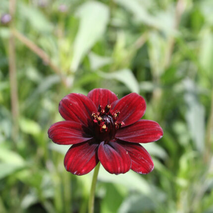 Cosmos Chocamocha