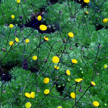 Cotula hispida