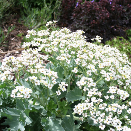 Crambe maritima