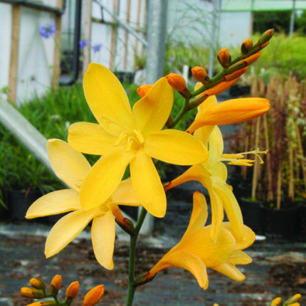 Crocosmia Dusky Maiden