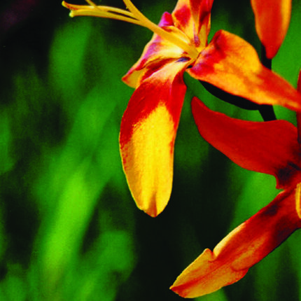 Crocosmia Emily McKenzie