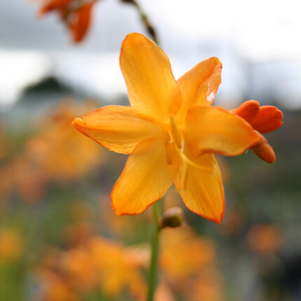 Crocosmia George Davison