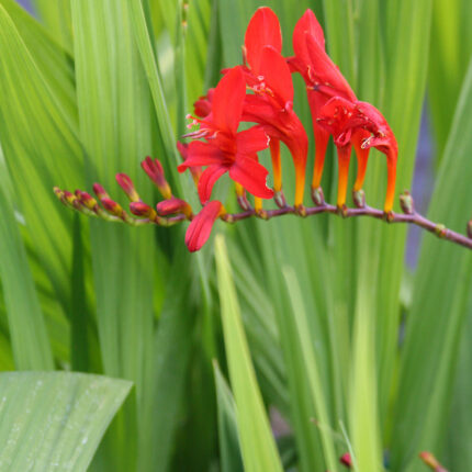 Crocosmia Lucifer