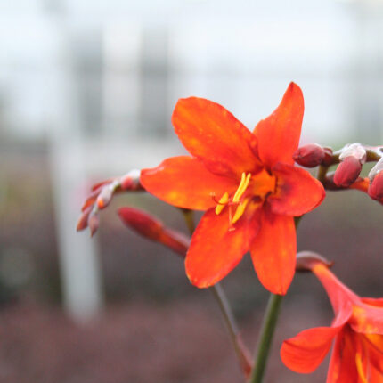 Crocosmia Saracen