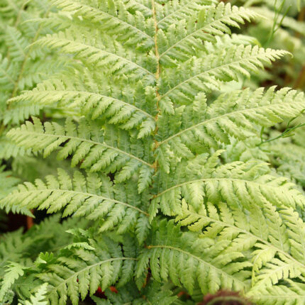 Cyathea australis