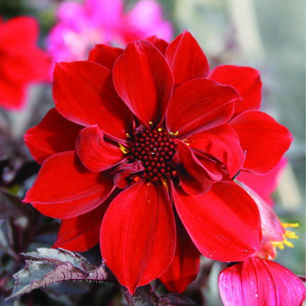 Dahlia Bednall Beauty