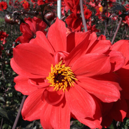Dahlia Bishop of Llandaff