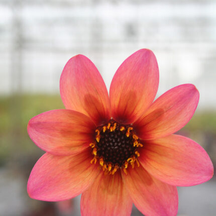 Dahlia Dreamy Fantasy