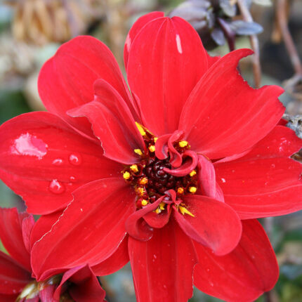 Dahlia Dreamy Lips