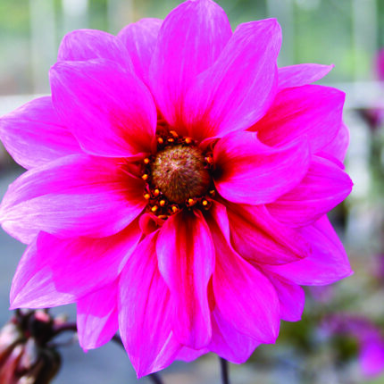Dahlia Fascination