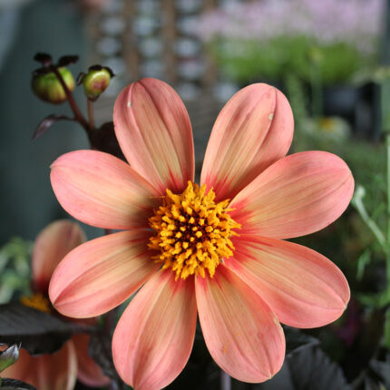 Dahlia Happy Single Kiss