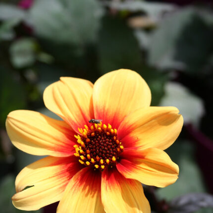 Dahlia Moonfire