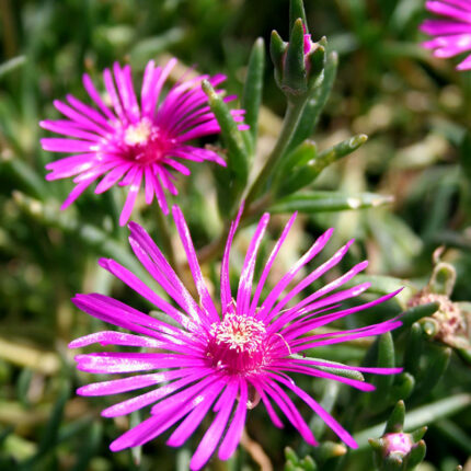 Delosperma cooperi