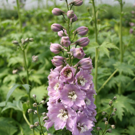 Delphinium Astolat