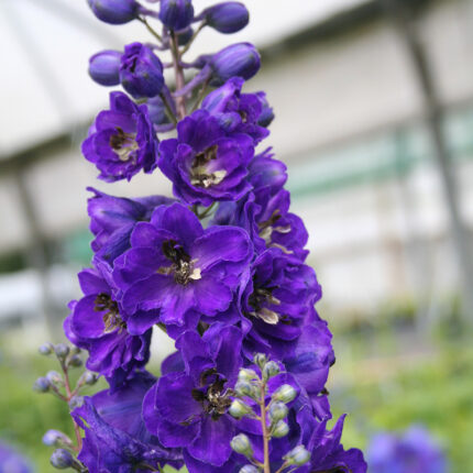 Delphinium Black Knight