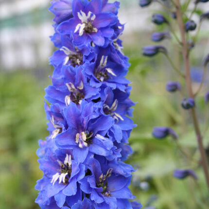 Delphinium Blue Bird p.h.
