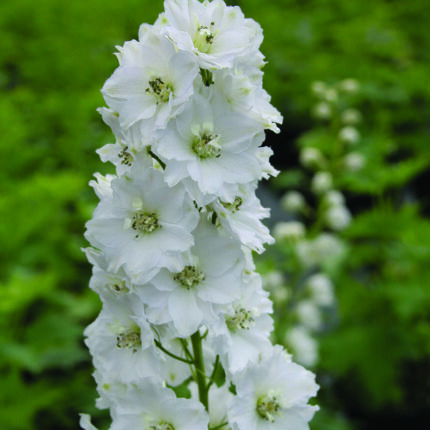Delphinium Galahad p.h.
