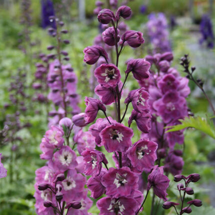 Delphinium Guinevere p.h.