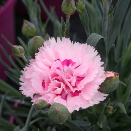 Dianthus Candy Floss