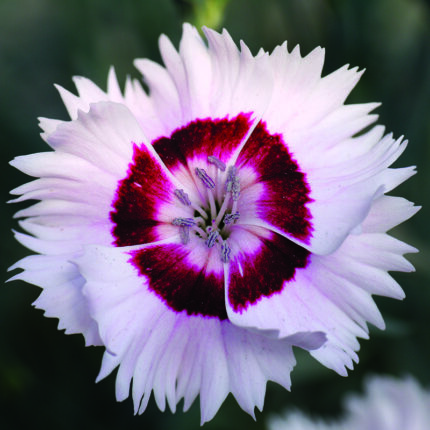 Dianthus Cherry Daquiri