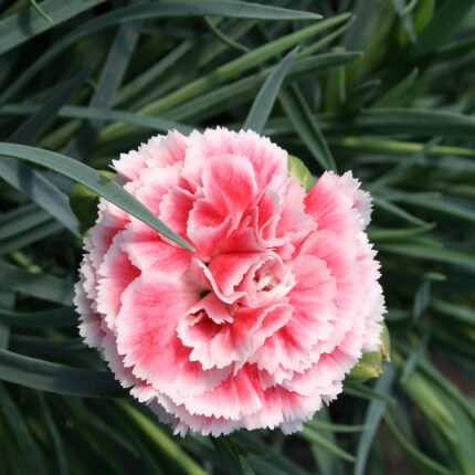 Dianthus Coral Reef