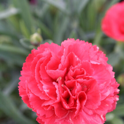 Dianthus Cracker
