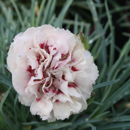 Dianthus Cranmere Pool