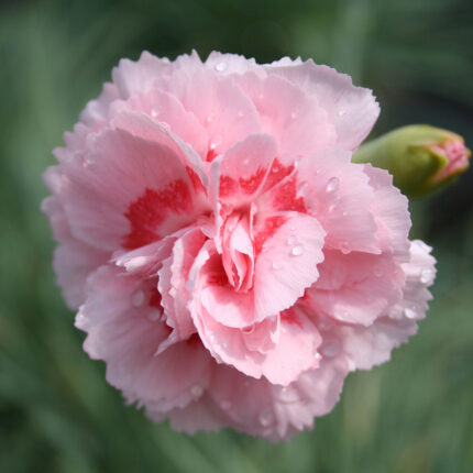 Dianthus Doris