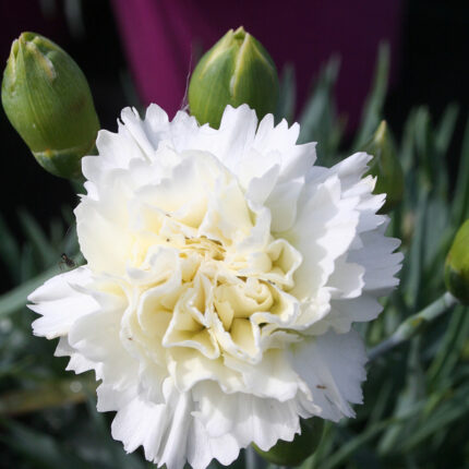 Dianthus Memories