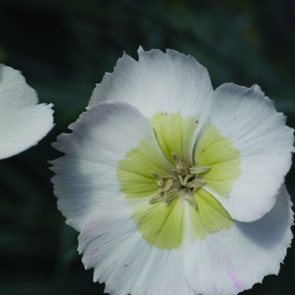 Dianthus Mojito