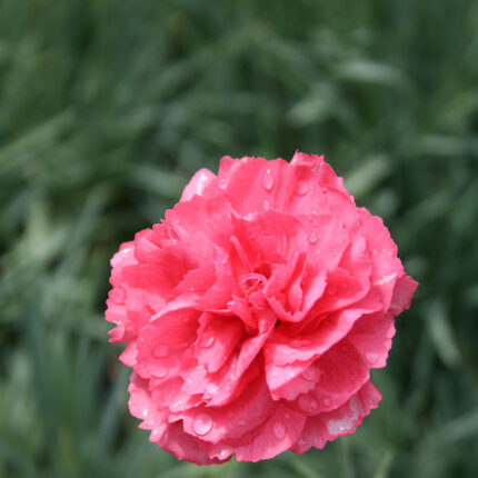 Dianthus Pretty Flamingo