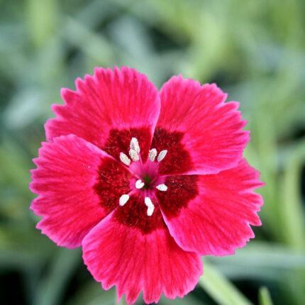 Dianthus Red Dwarf
