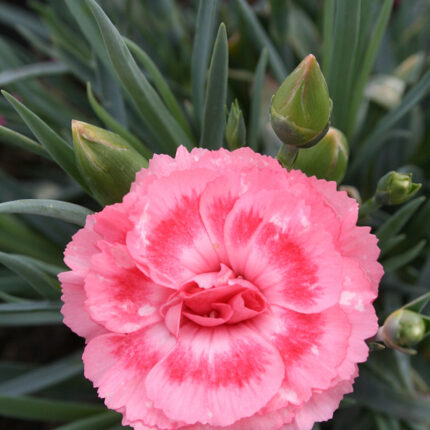 Dianthus Romance
