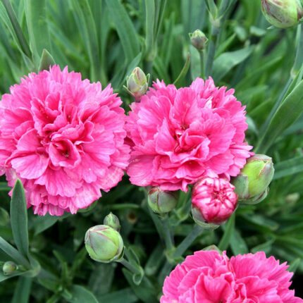 Dianthus Sherbet