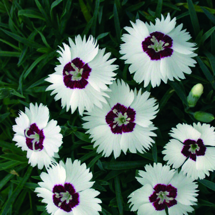 Dianthus Starry Eyes